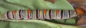 Larvae